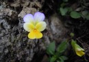 Viola aetolica ©  Pandion Wild Tours